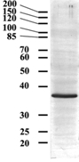 WB - Goat Anti-GAPDH (Internal) Antibody AF1464b